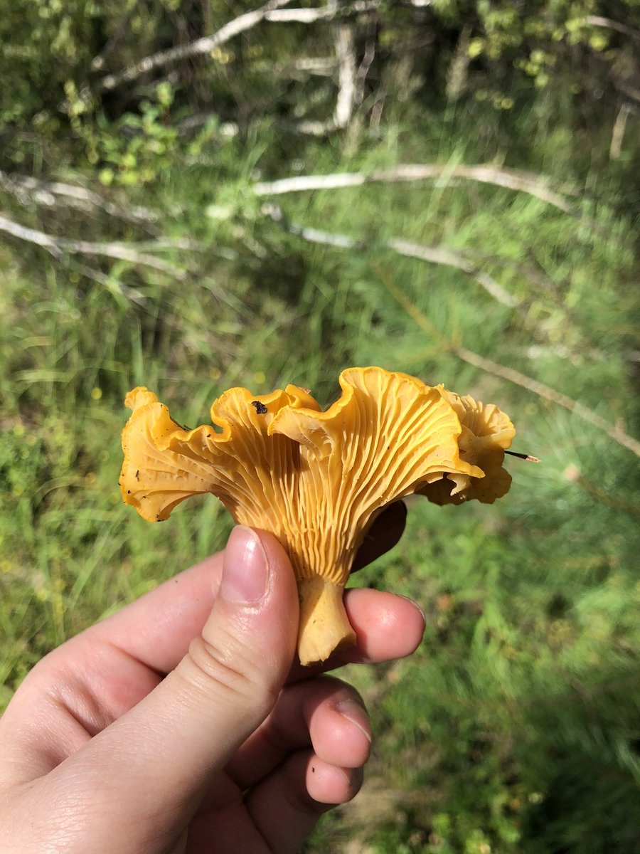 Лже лисички грибы