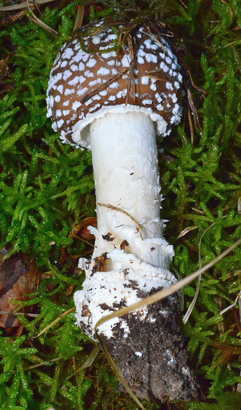 Мухомор пантерный