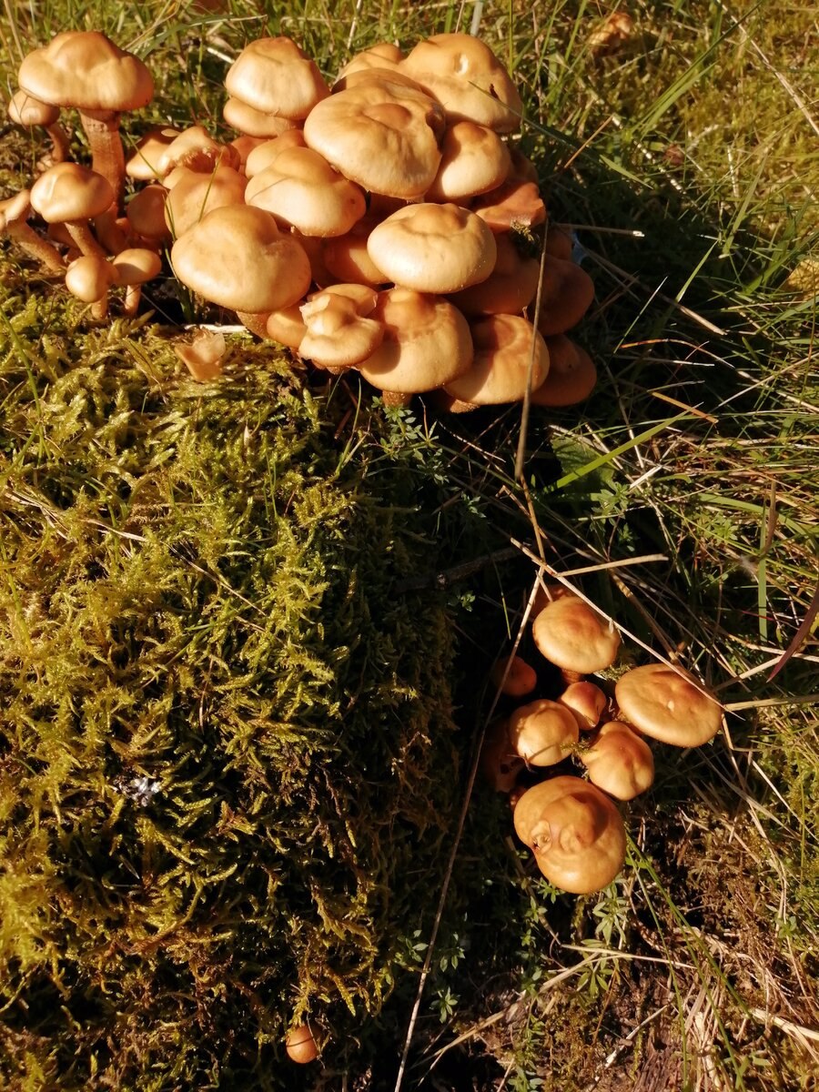 Гриб ложные опята