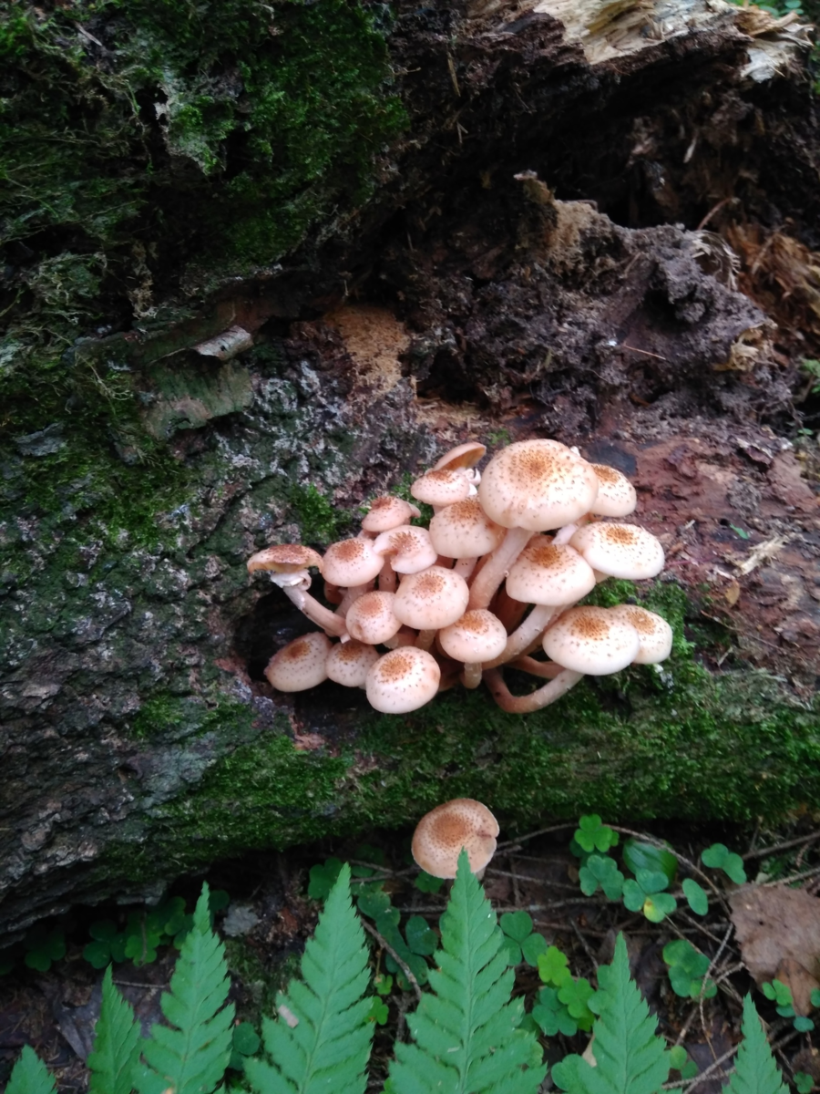 Весенние опята фото