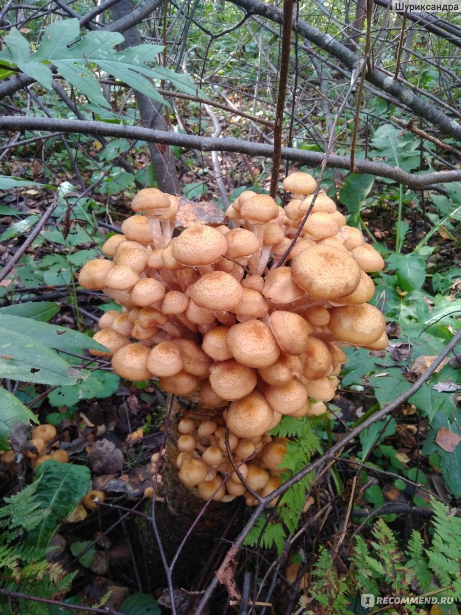 Осенние опята переростки