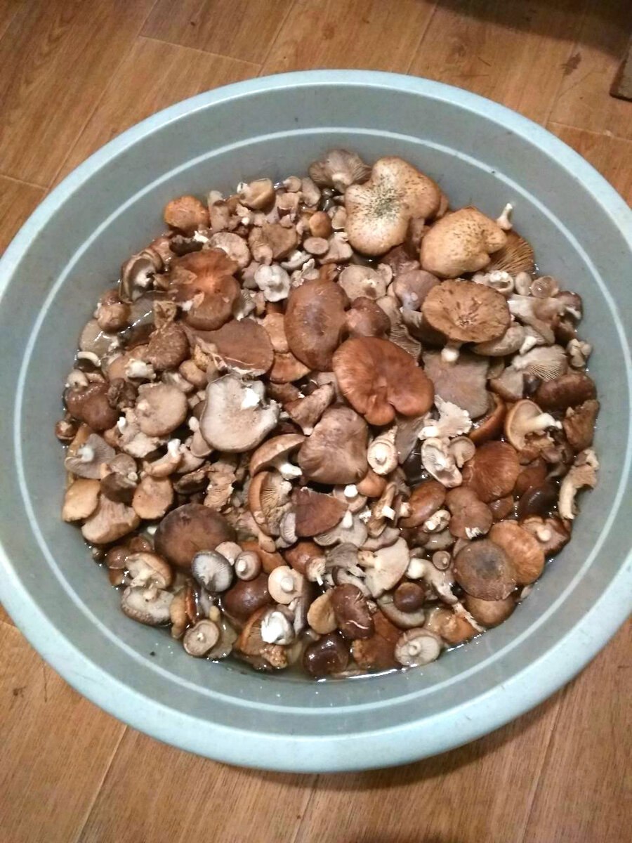 Белые грибы в квартире