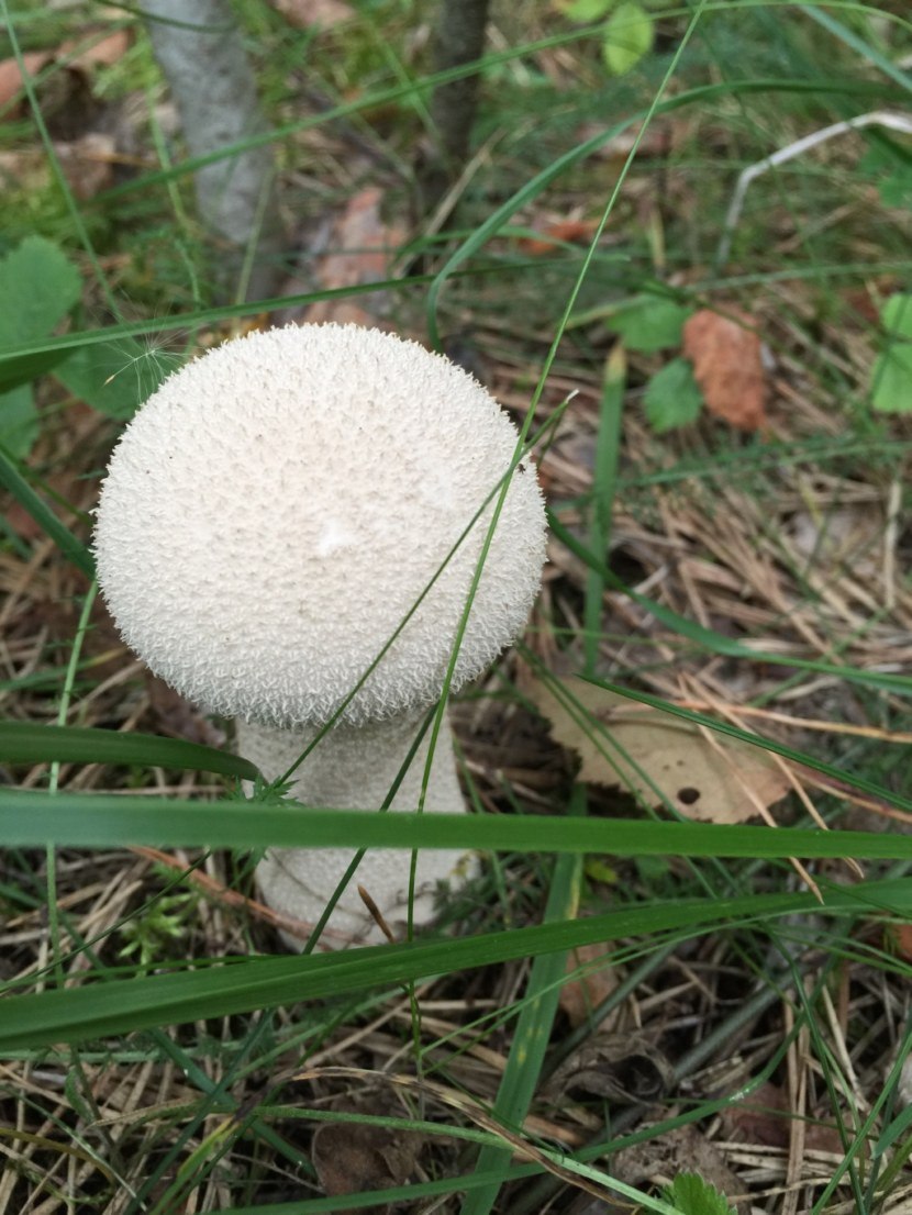 Гриб дождевик Луговой съедобный