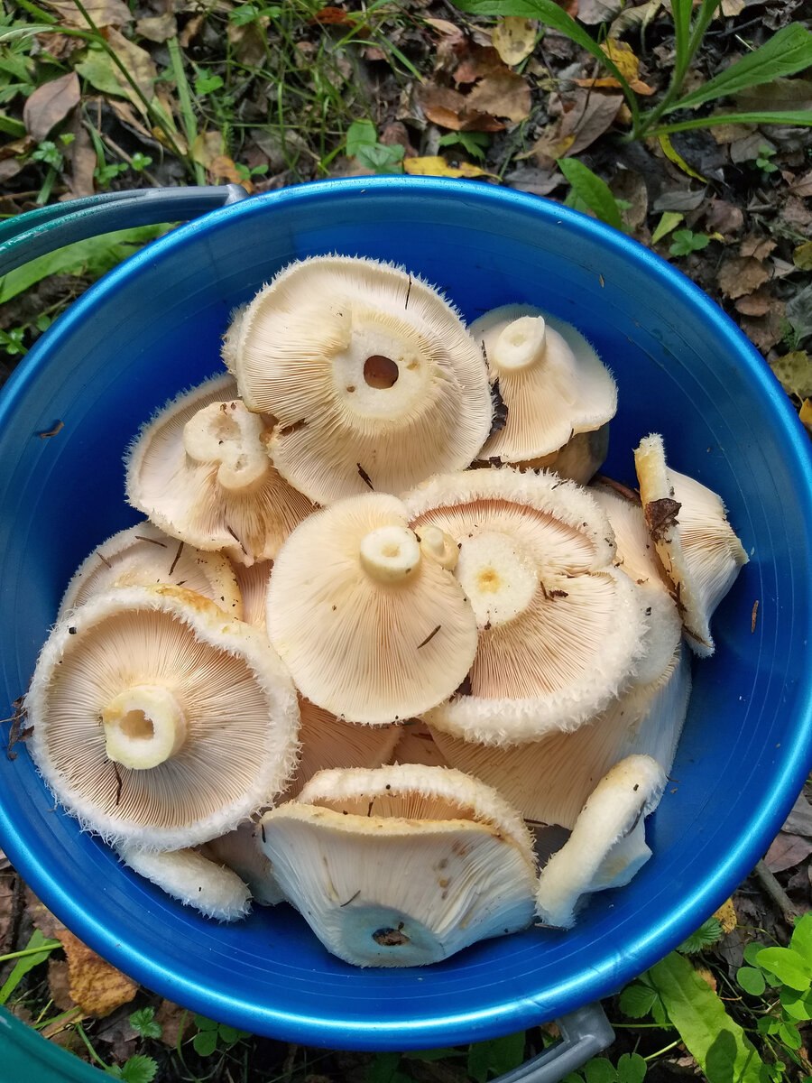 Груздь синеющий (Lactarius repraesentaneus)