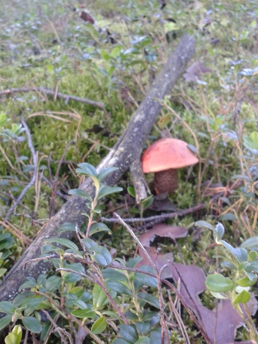 Ягоды грибы деревья в лесу