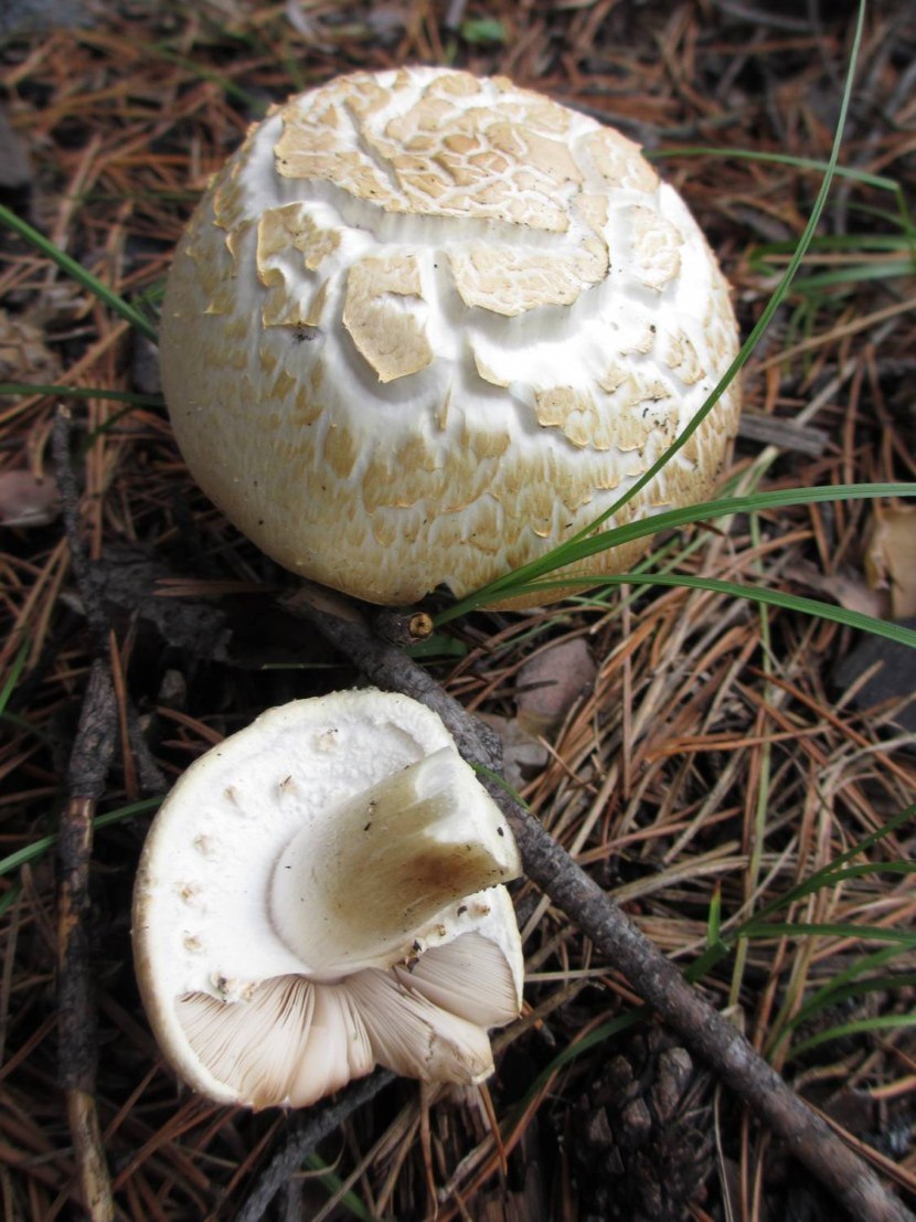 Шампиньон полевой Agaricus arvensis