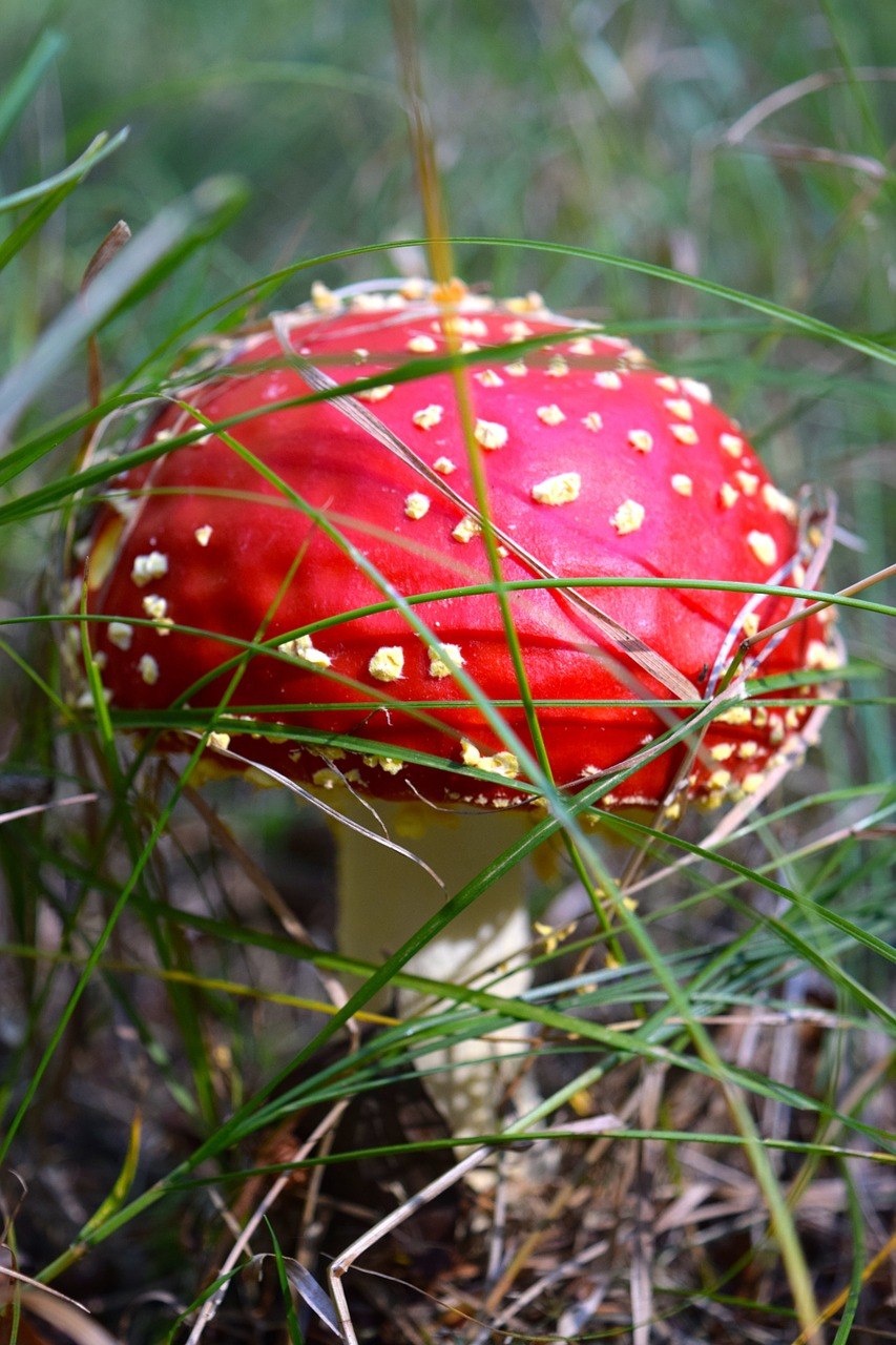 Мухомор Волшебный гриб