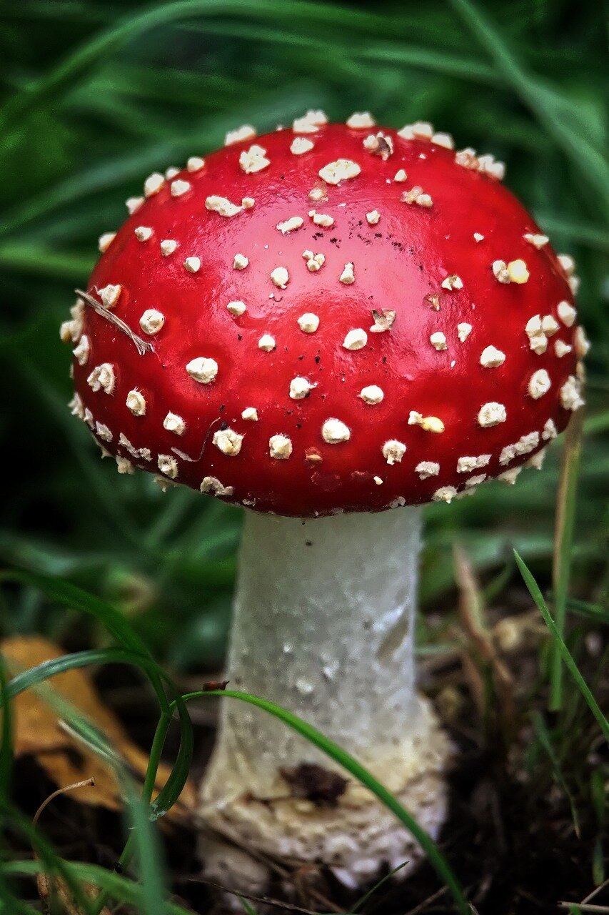 Грибы Аманита Мускария