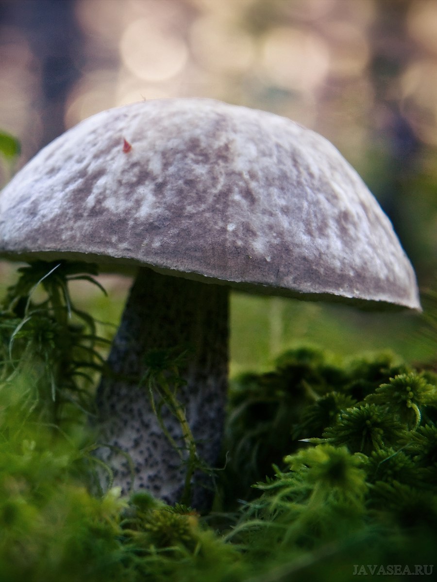 Серенькие грибы