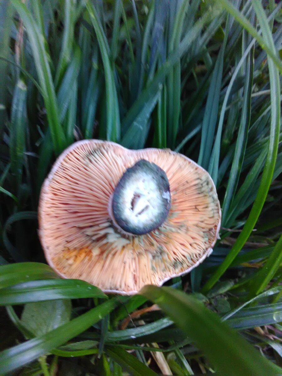 Груздь еловик гриб