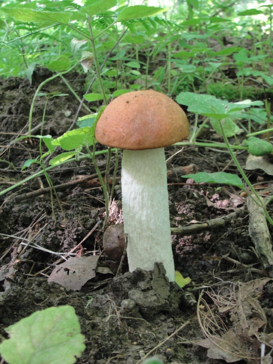 Если споры подберезовика посинели