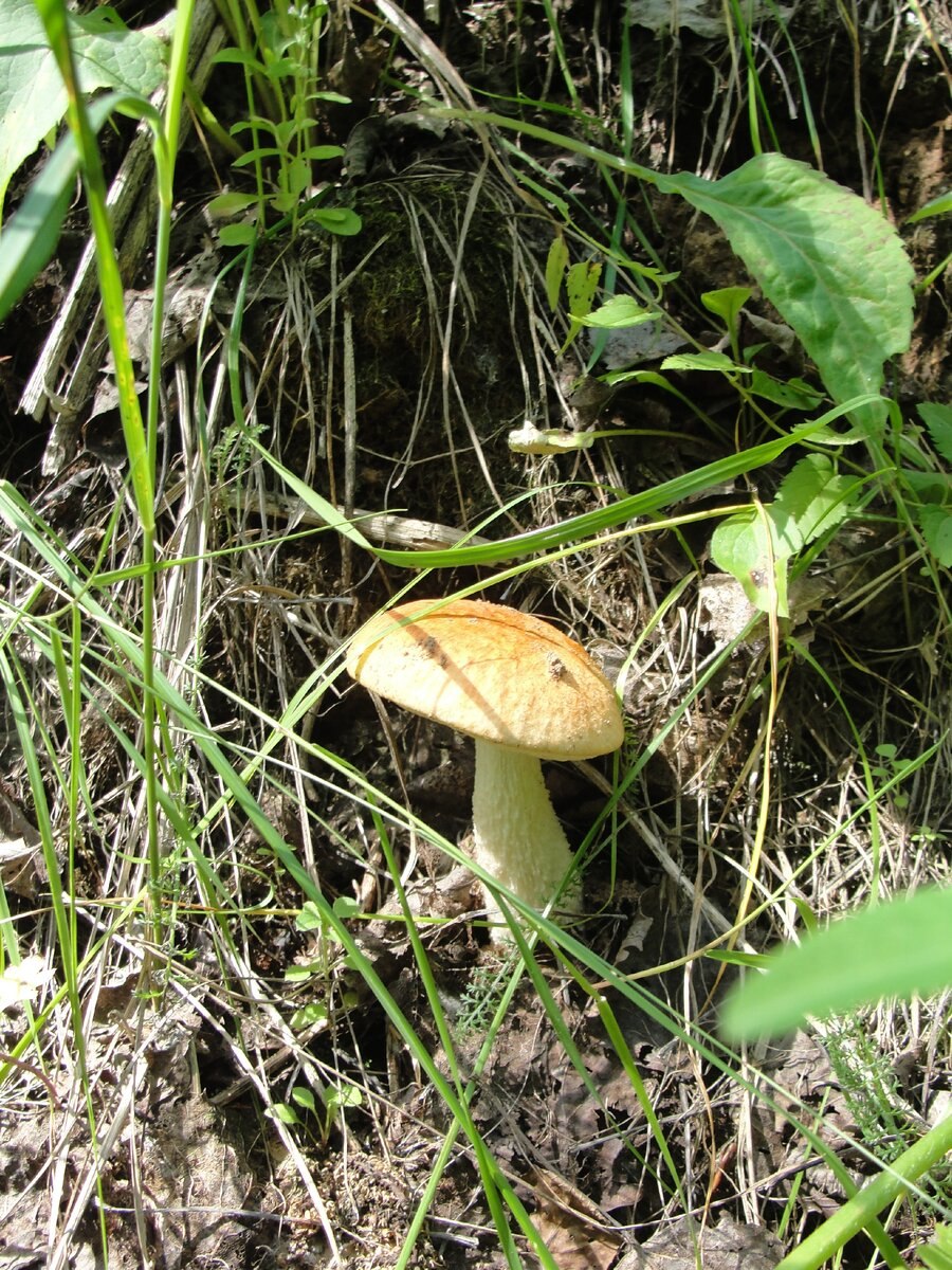 Подосиновик жёлто-бурый