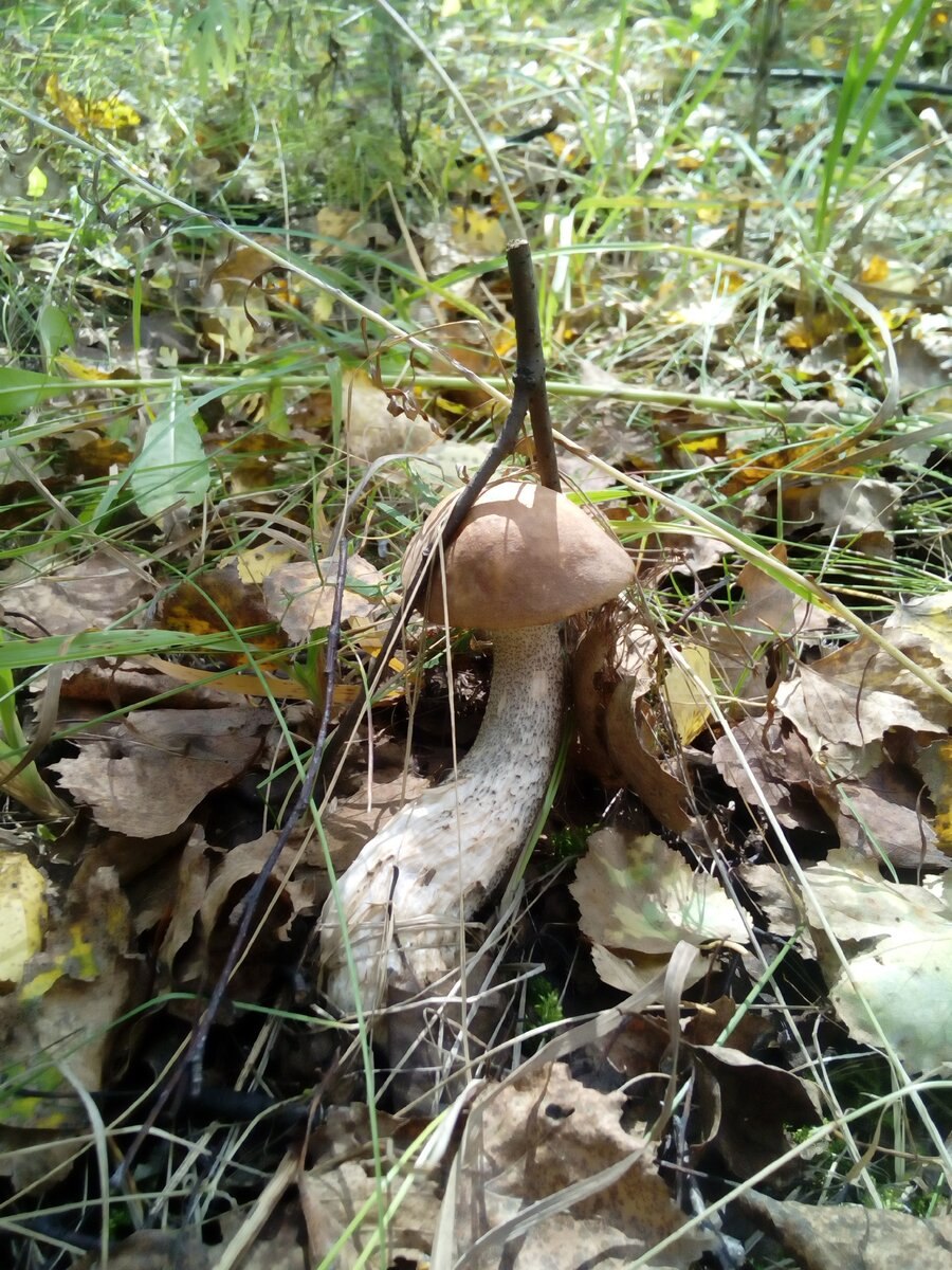 Подберезовики червивые
