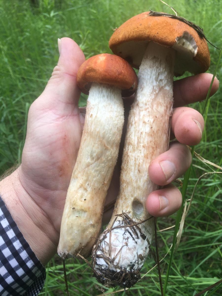 Червивый подберезовик (55 фото)