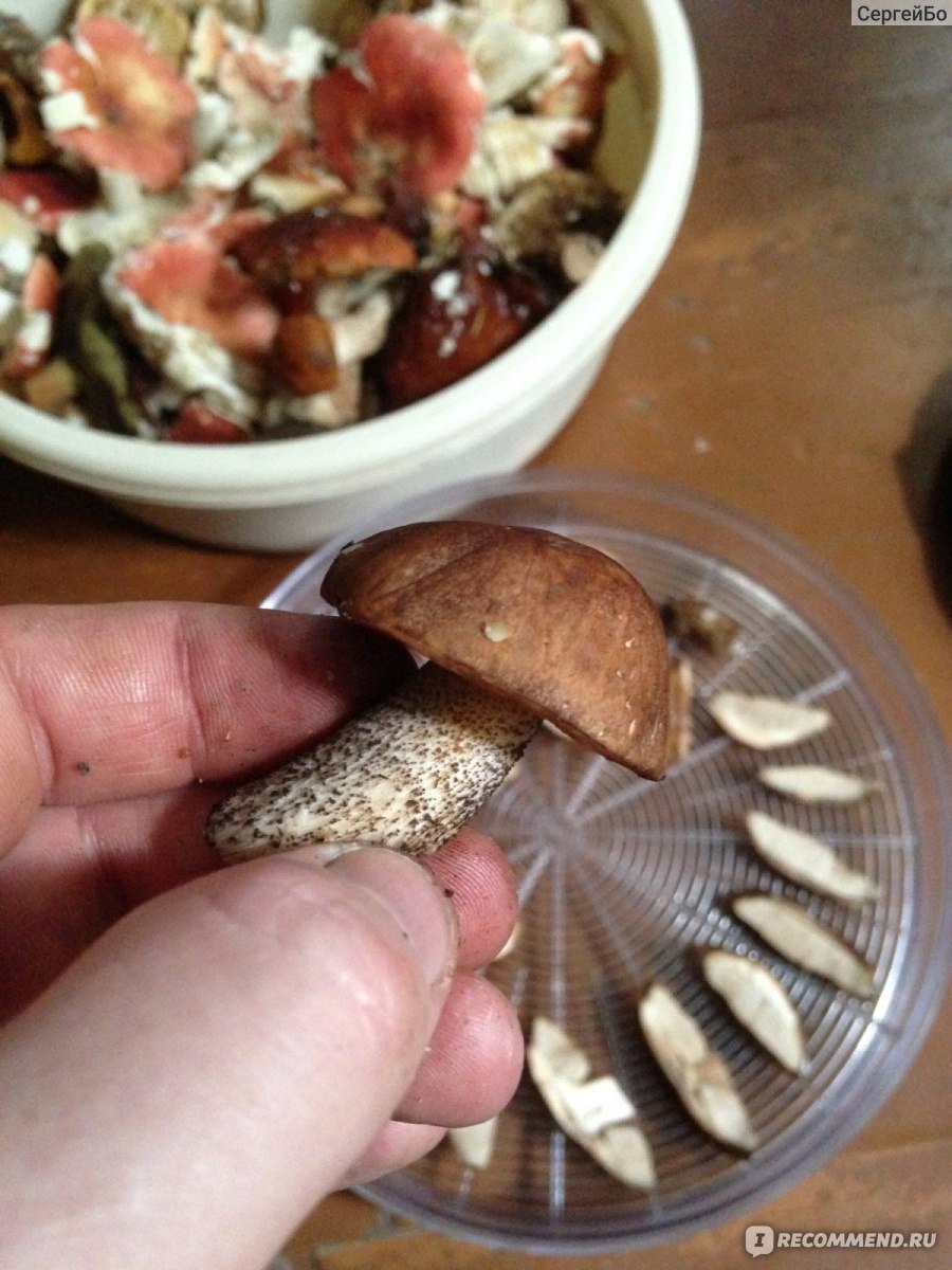 Червивые опята