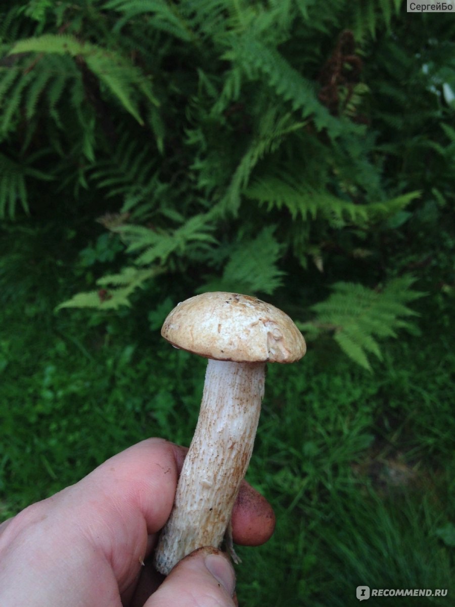 Подберезовики червивые