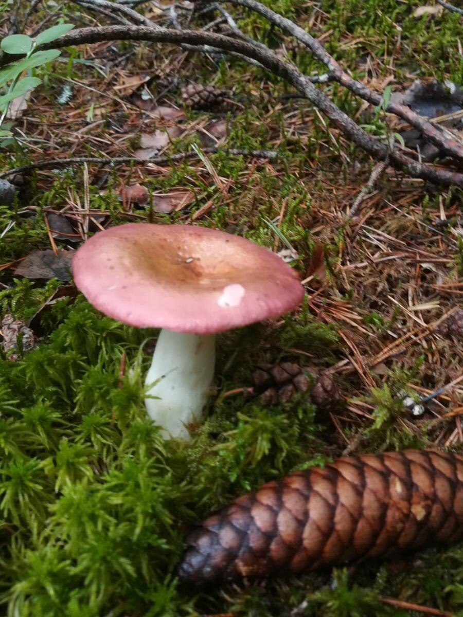 Теплолюбивые грибы тайги