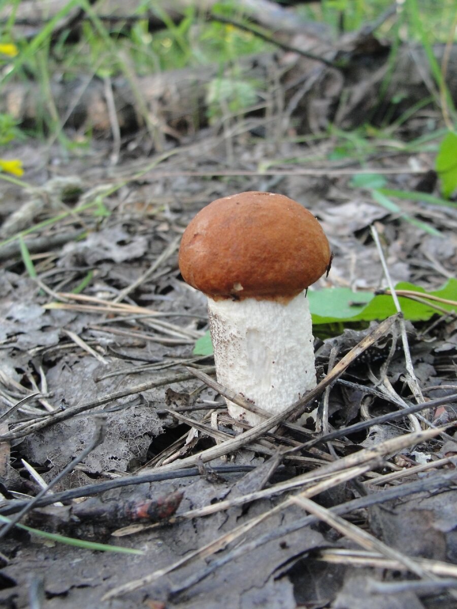 Подосиновик полевой