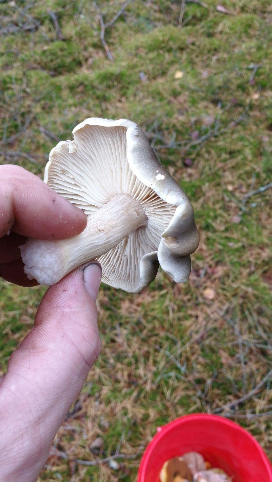 Рядовка мыльная форум отзывы