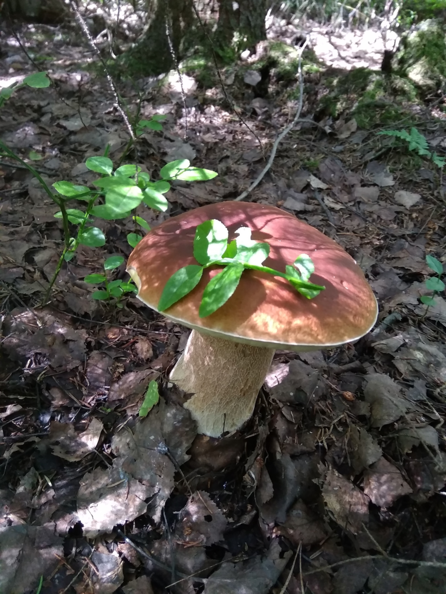 Печёночница обыкновенная гриб