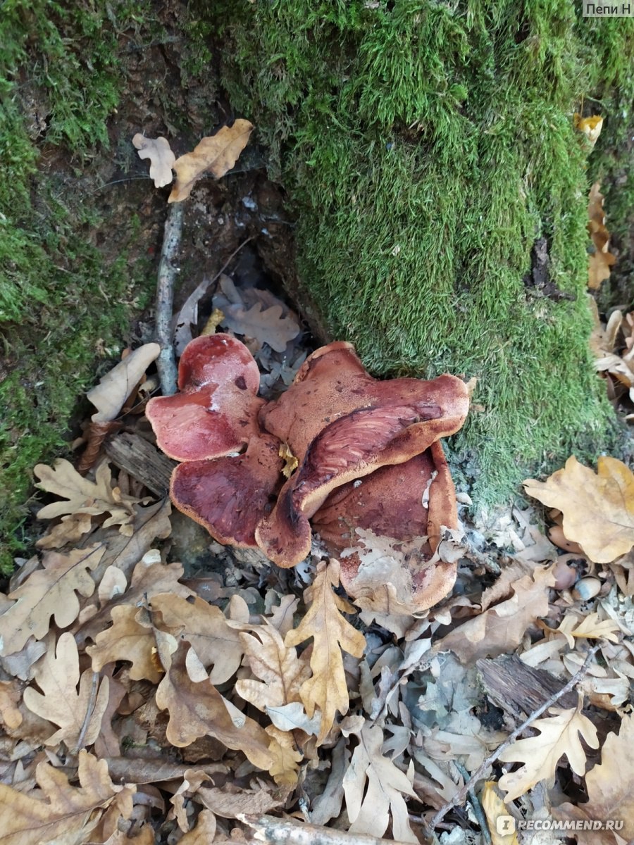 Печёночница гриб молодой