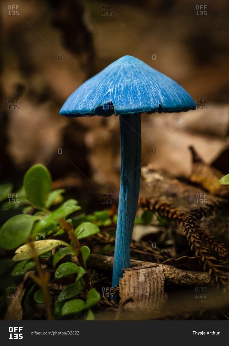 Гриб Энтолома голубая