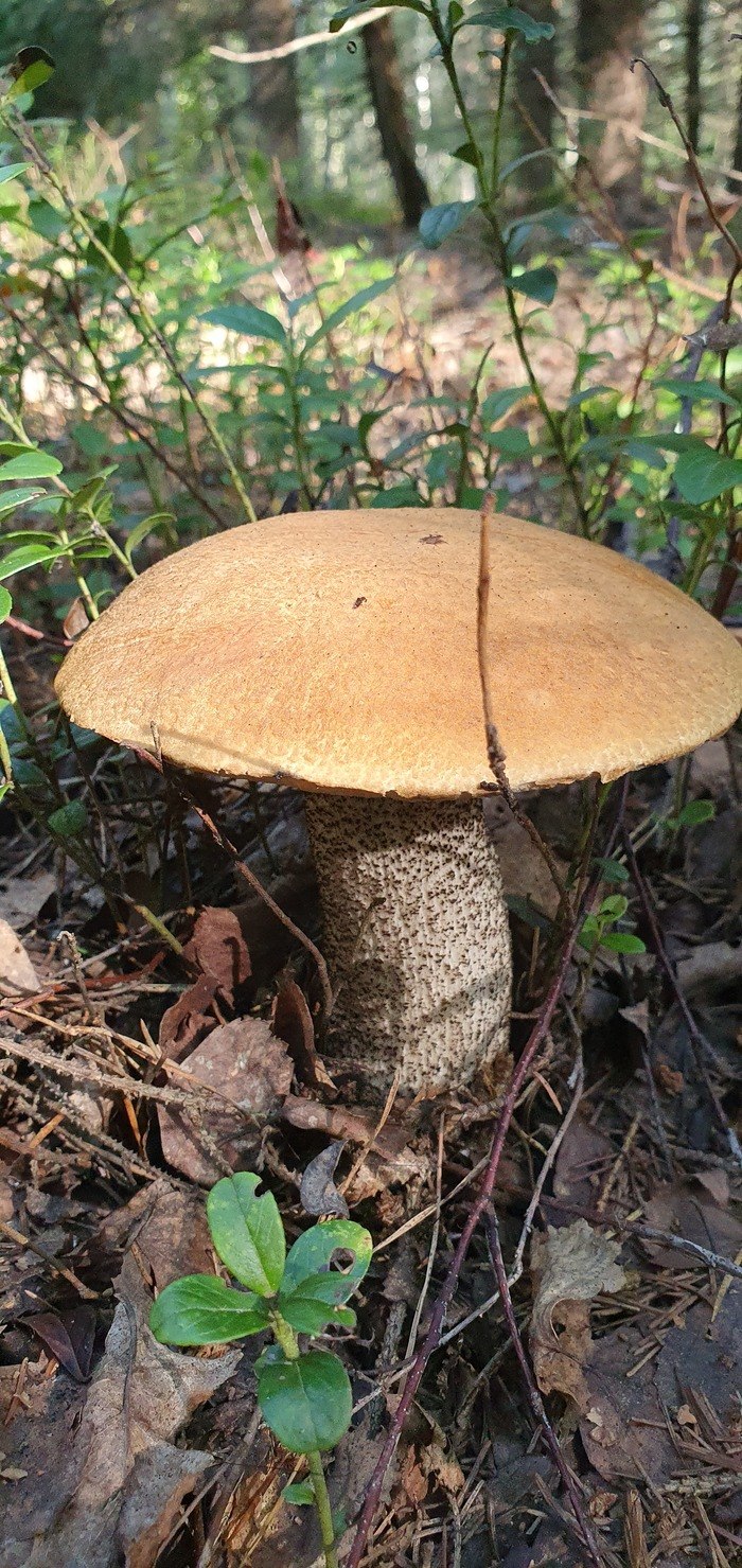 Подосиновик жёлто-бурый