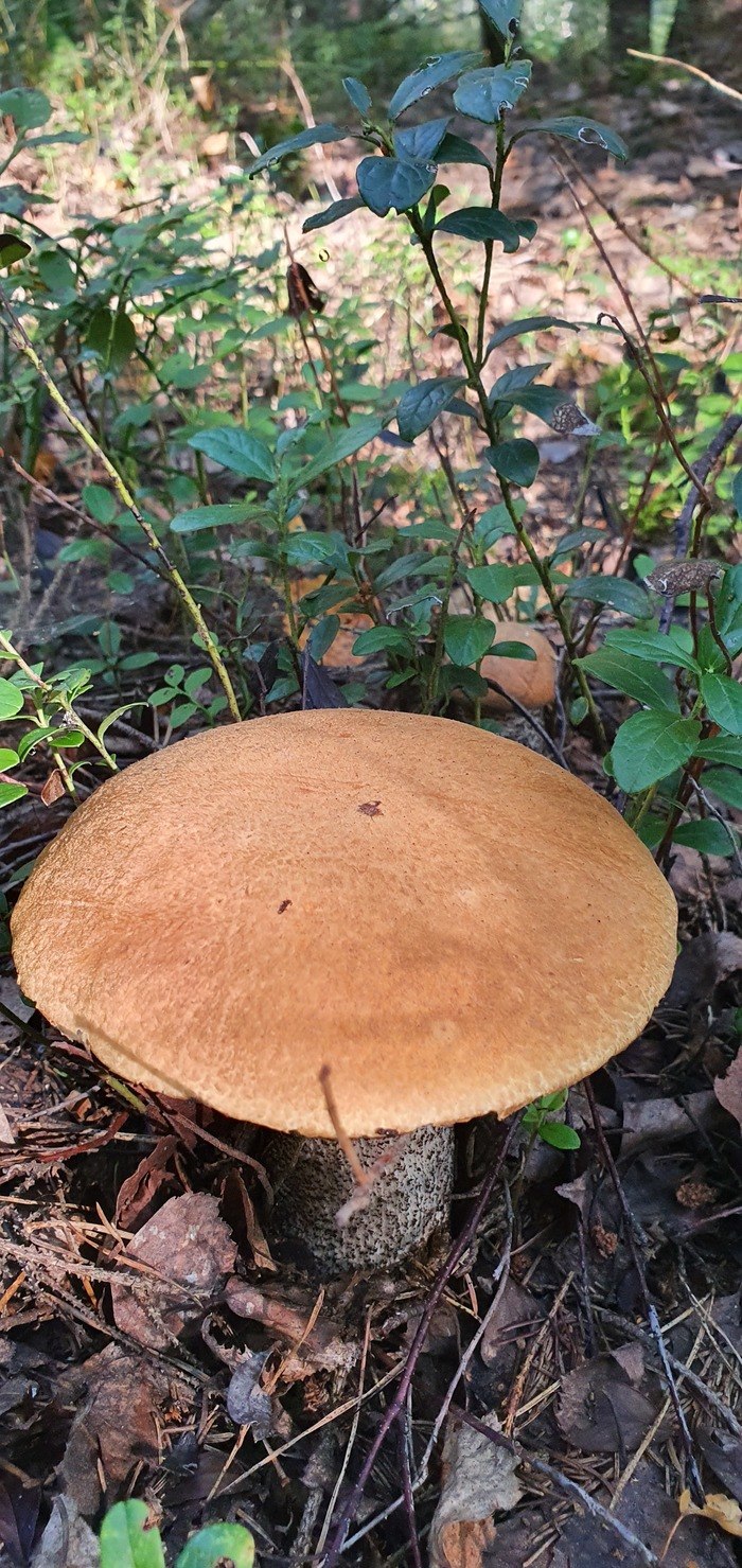 Гриб осиновик белый (53 фото)