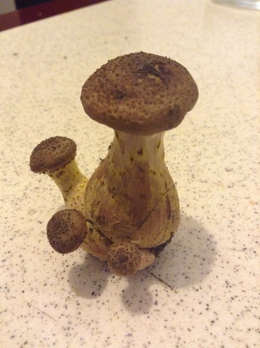 Грибы осенние съедобные фото и описание