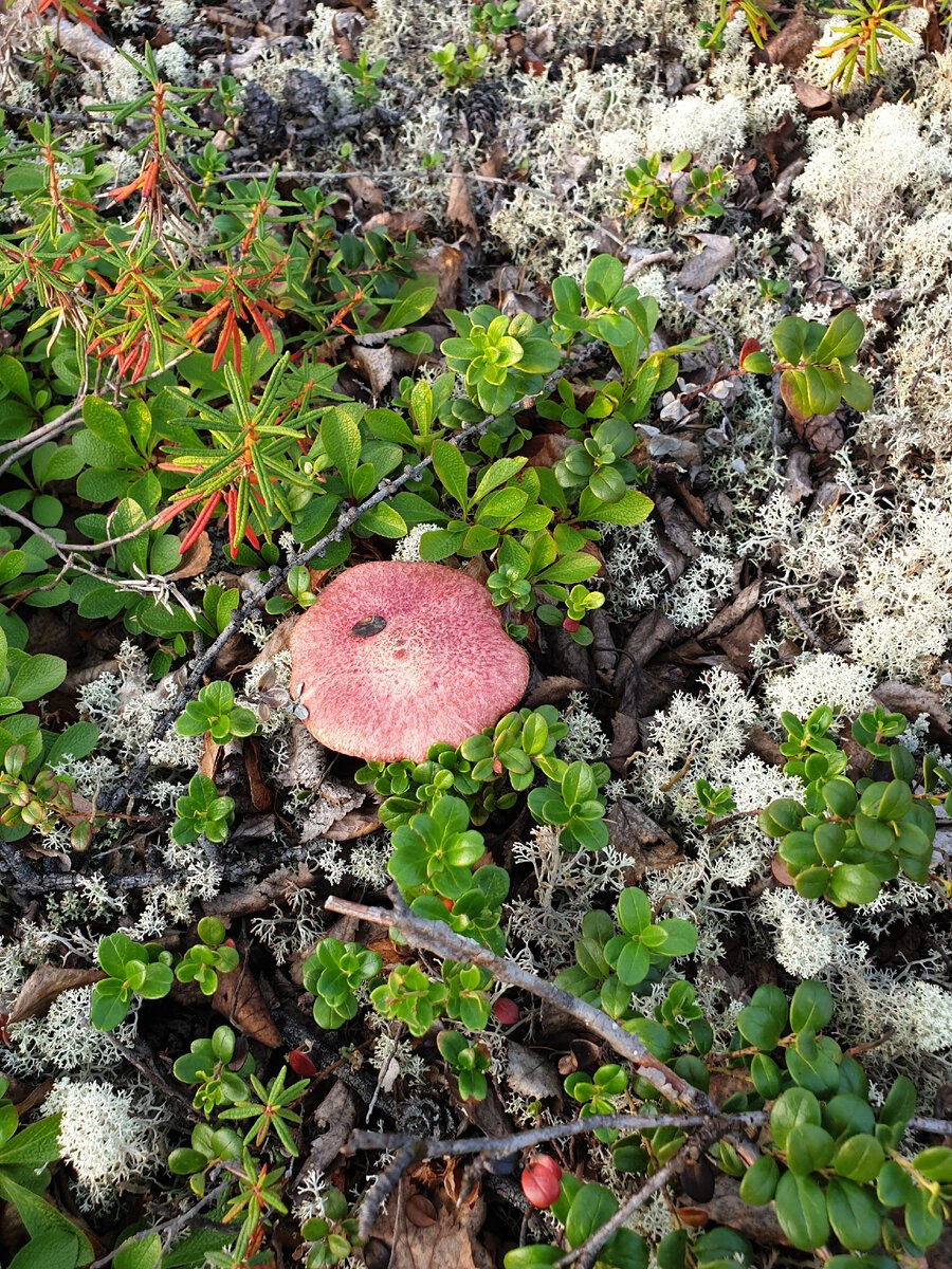 Гриб Плютей белый