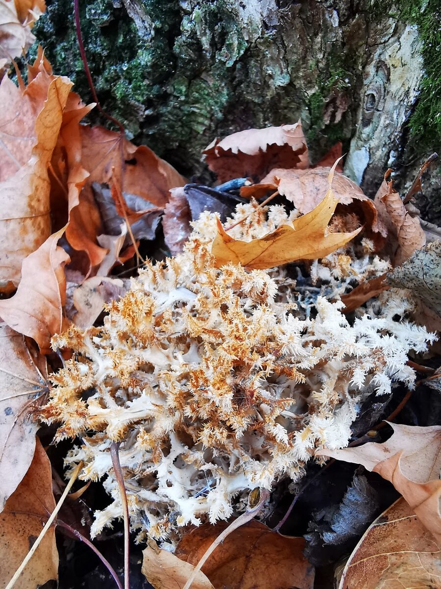 Гриб Плютей коричневый