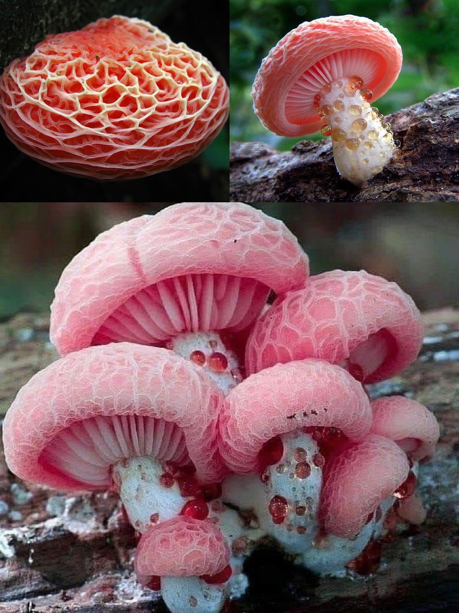 Родотус дланевидный