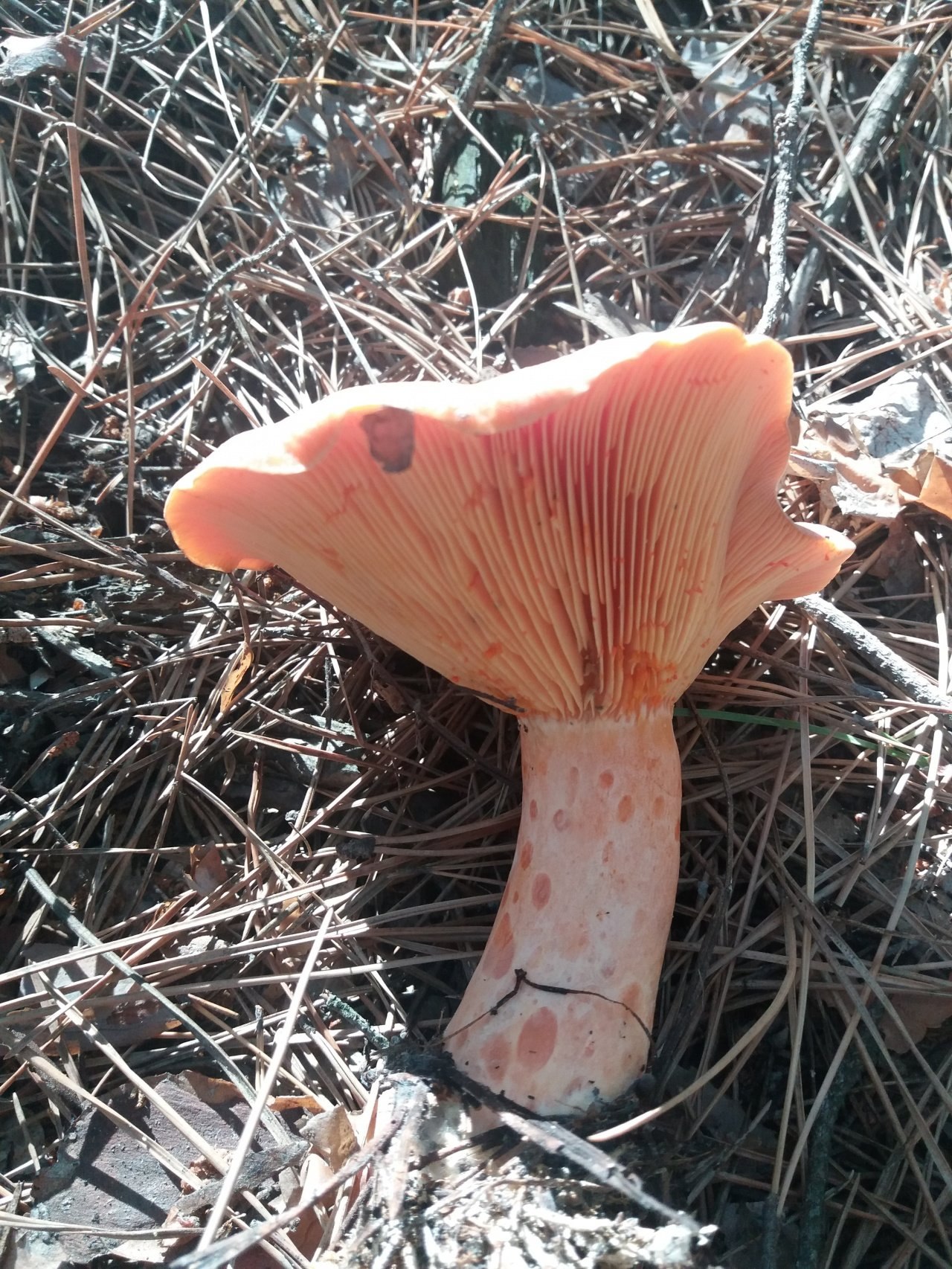Какой гриб рыжик. Рыжик Сосновый/Боровой (Lactarius deliciosus);. Рыжик настоящий Lactarius deliciosus. Рыжик Боровой Сосновый. Рыжики пластинчатые грибы.