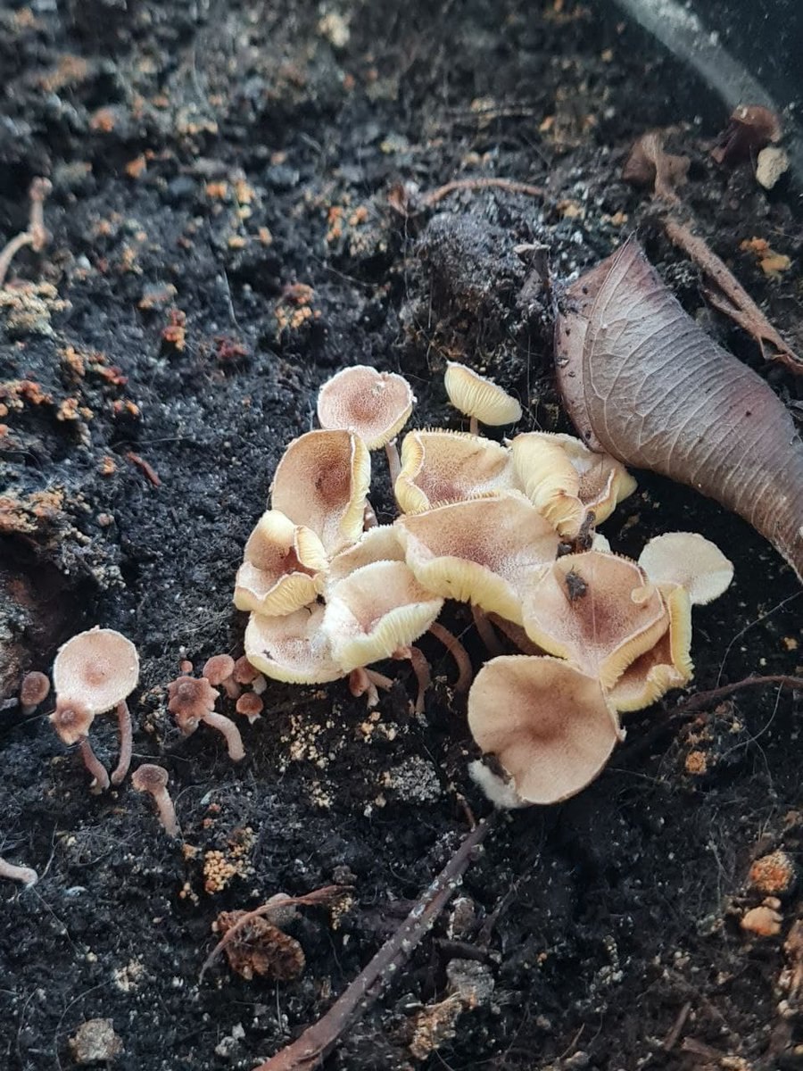 Выращивание экзотических грибов