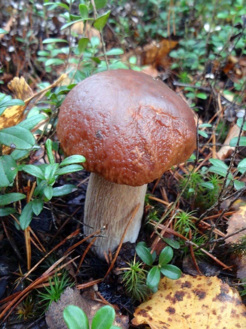 Белый гриб еловый Боровик