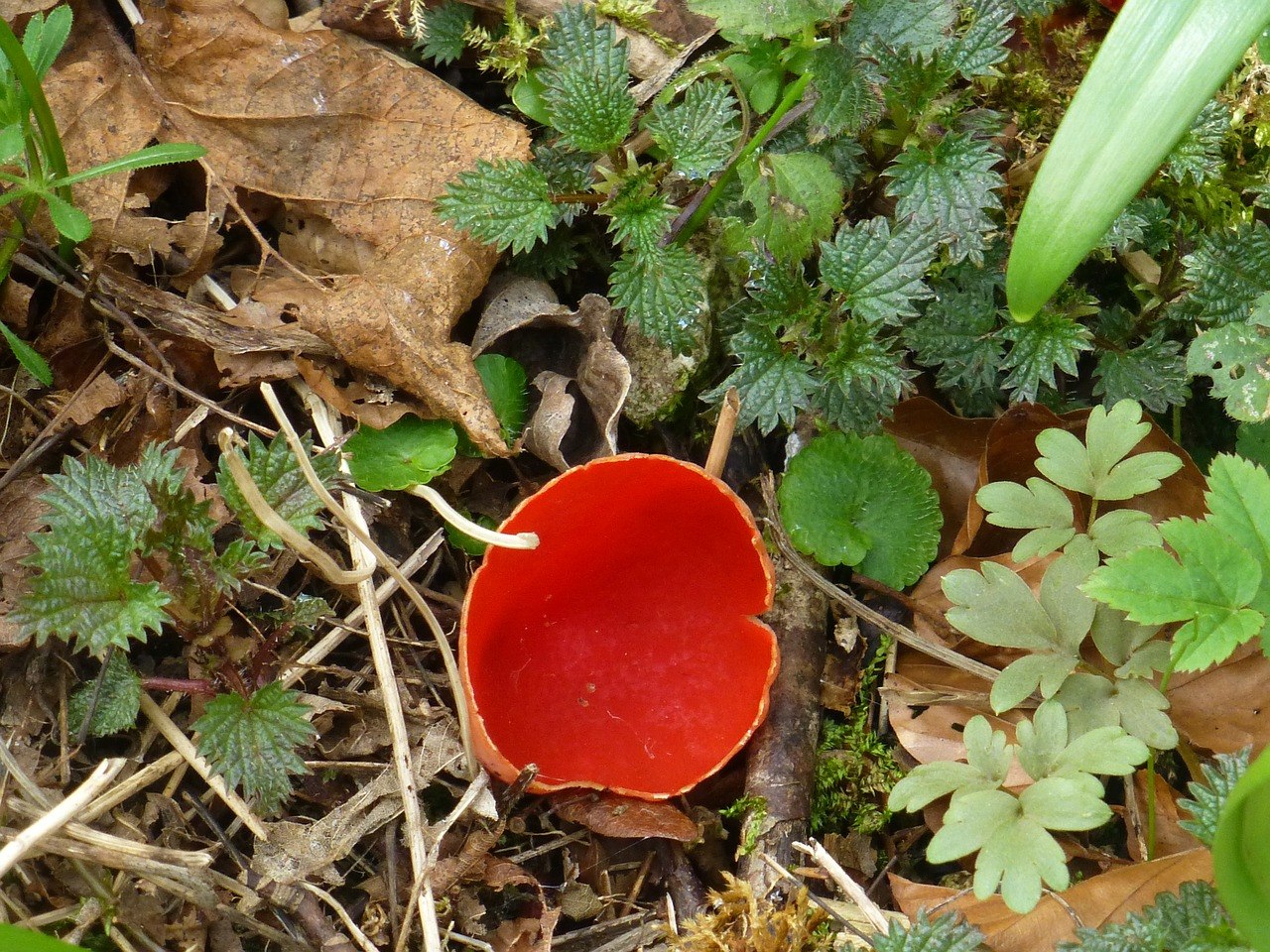 Пост красный гриб