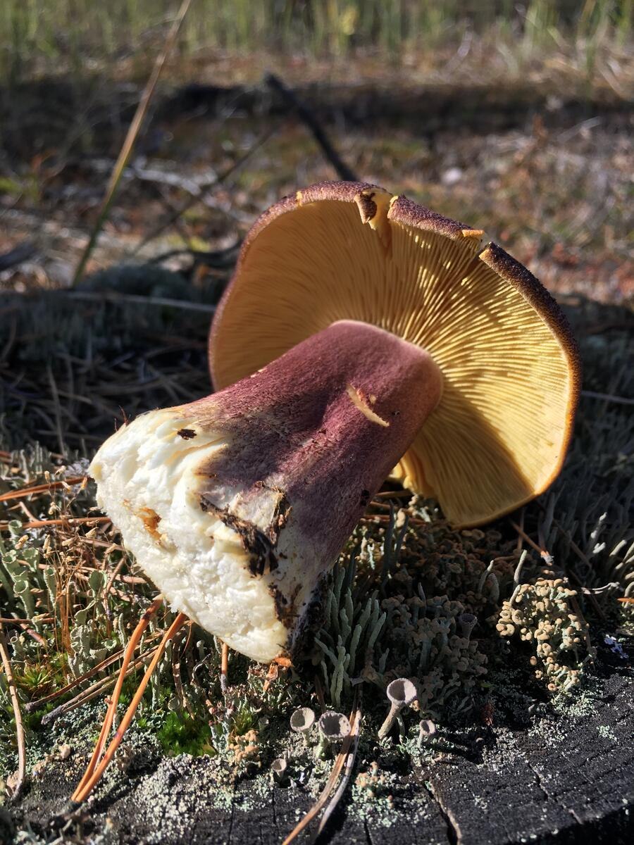 Море грибов