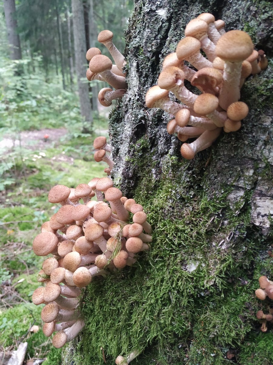 Грибы в Тихвине