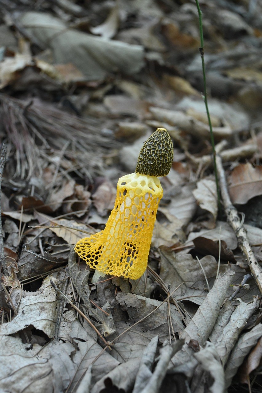 Моховик зеленый Boletus subtomentosus