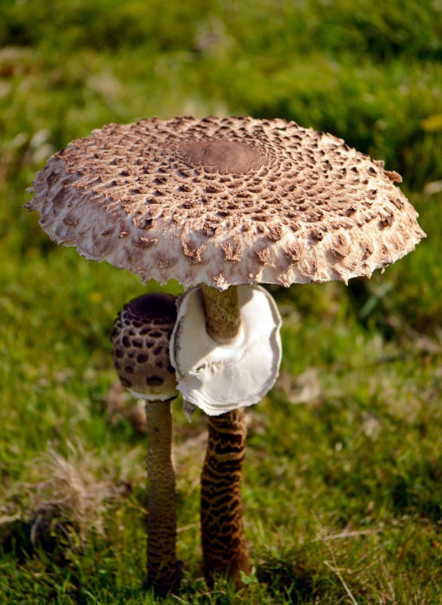 Macrolepiota procera гриб
