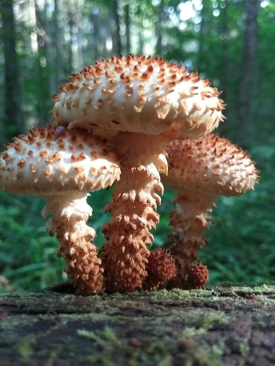 Гриб чешуйчатка