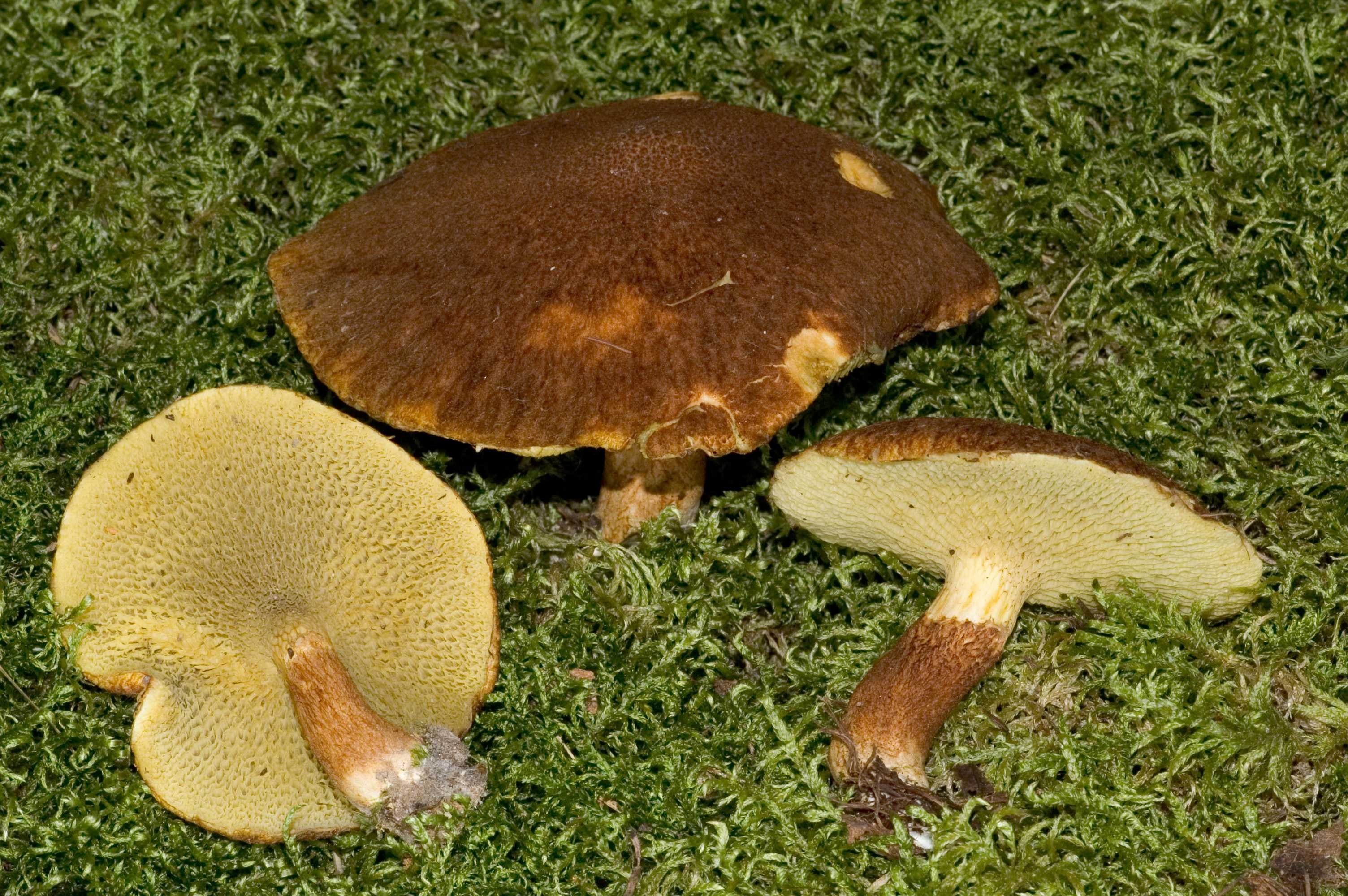 Трубчатый гриб 6