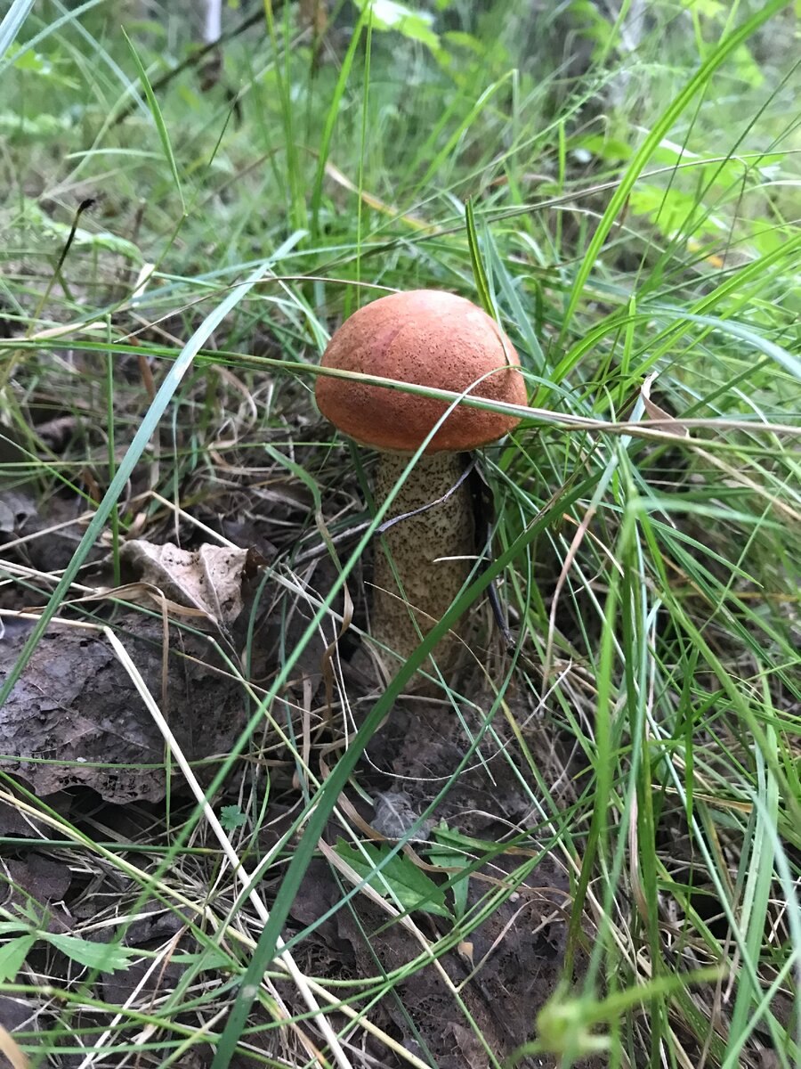 Виктор подосиновик гриб