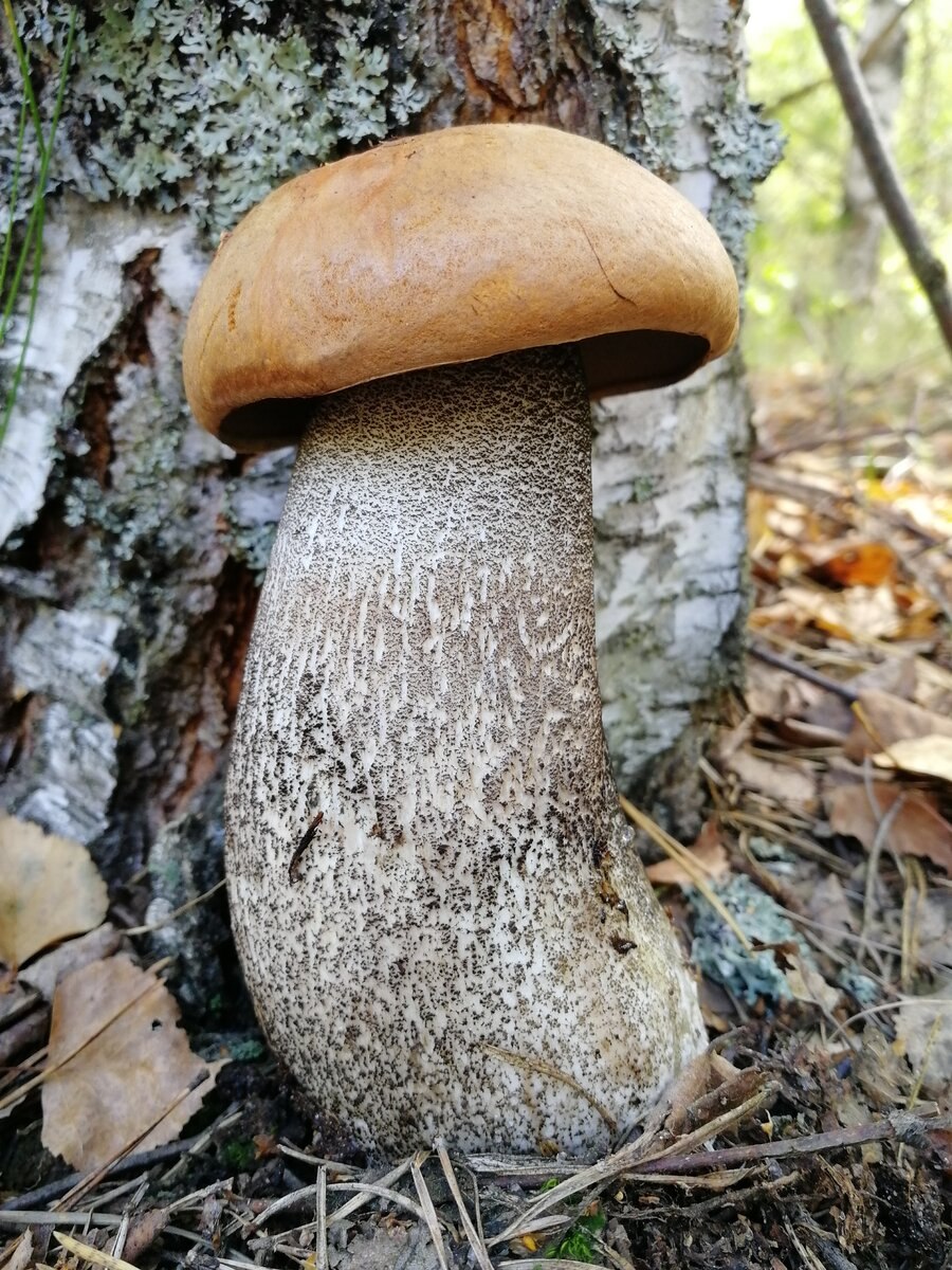 Красноголовики и подосиновики