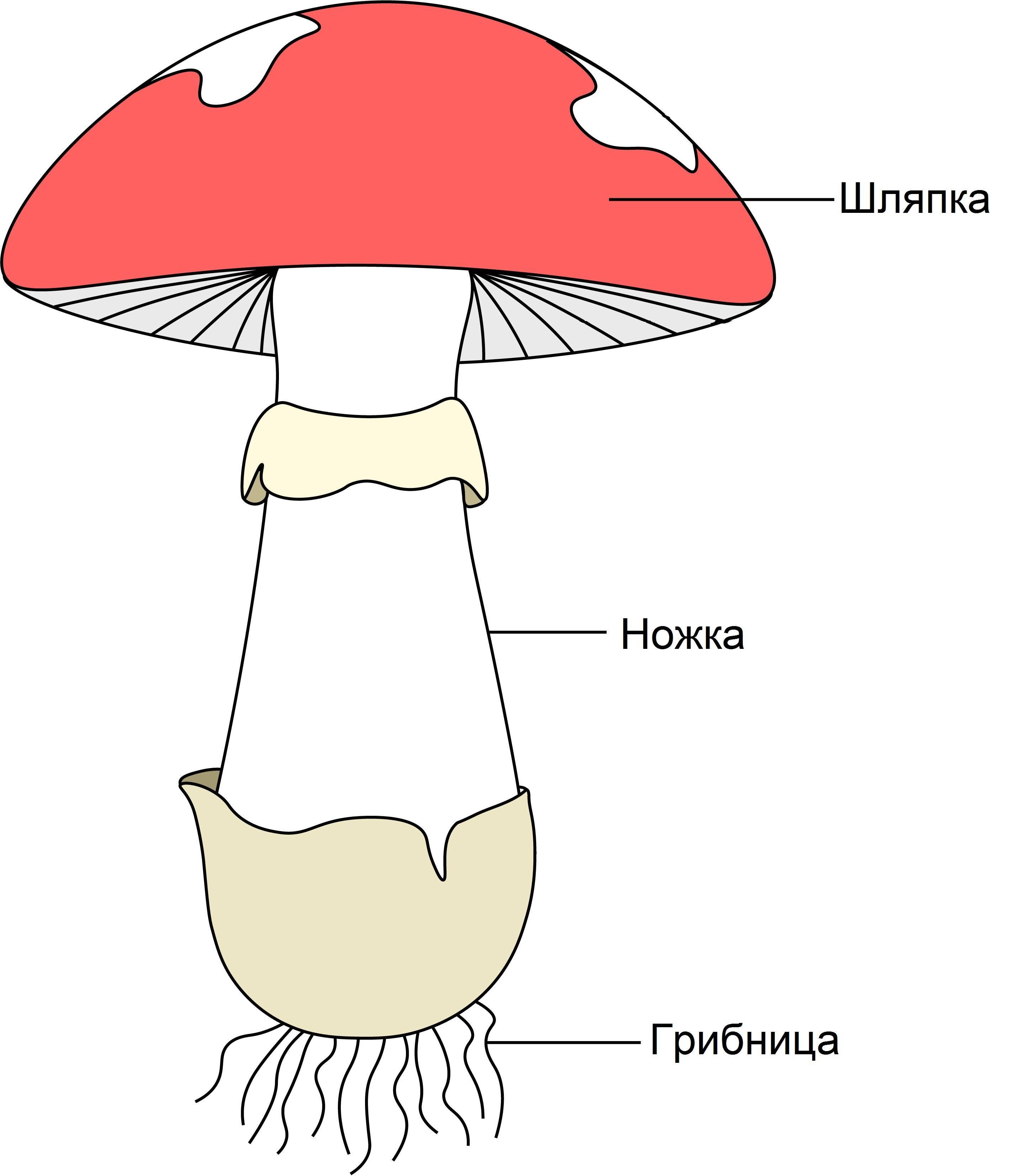 Грибы белые грибы шляпочные грибы. Строение грибницы шляпочных грибов. Гриб строение шляпочного гриба. Строение шляпочного гриба. Строение шляпочного гриба строение.