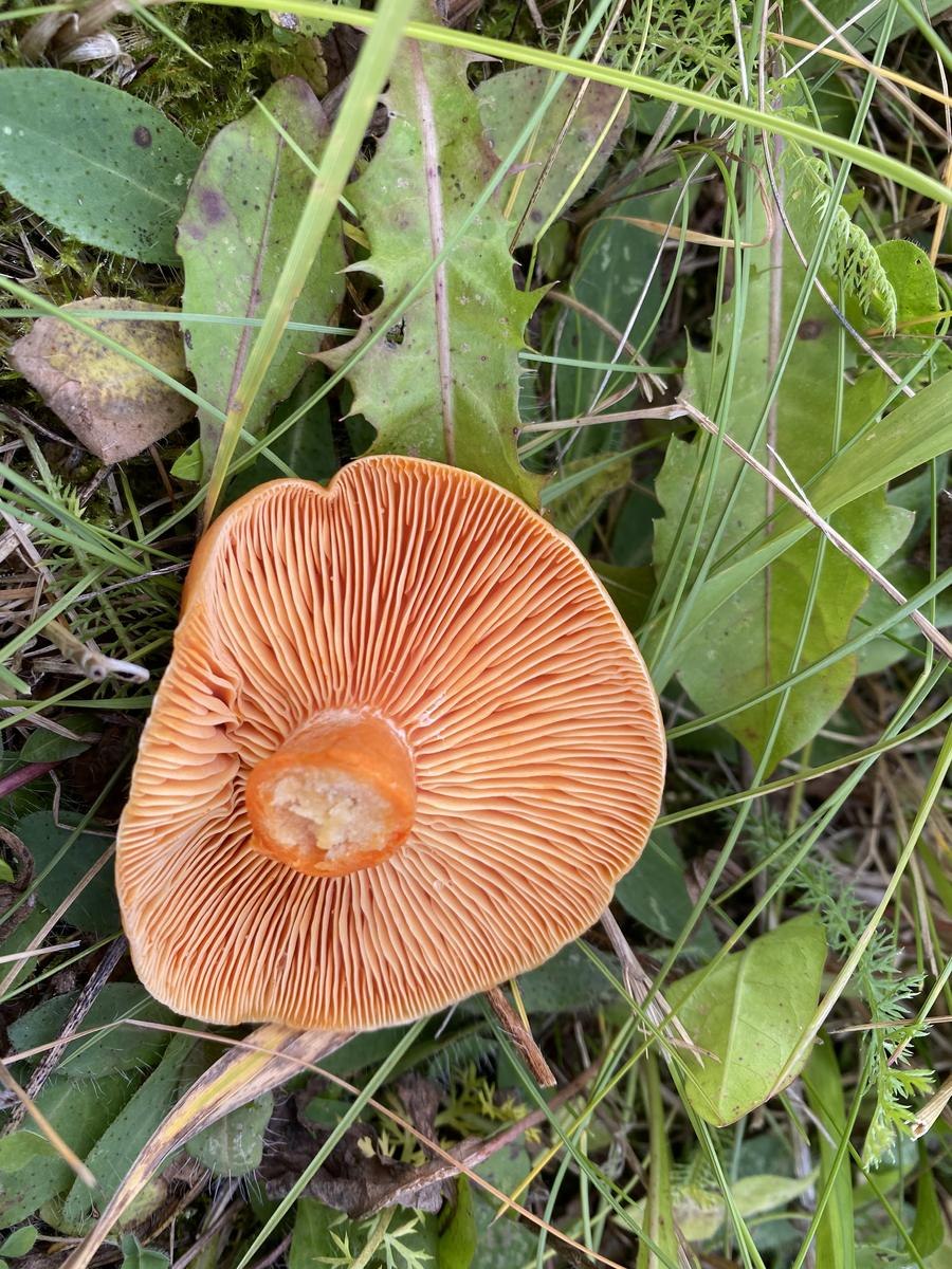 Опенок толстоногий Armillaria Gallica