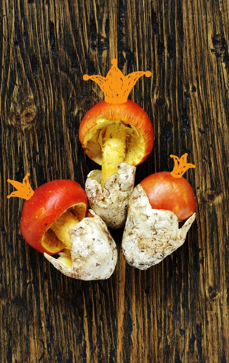 Цезарский мухомор