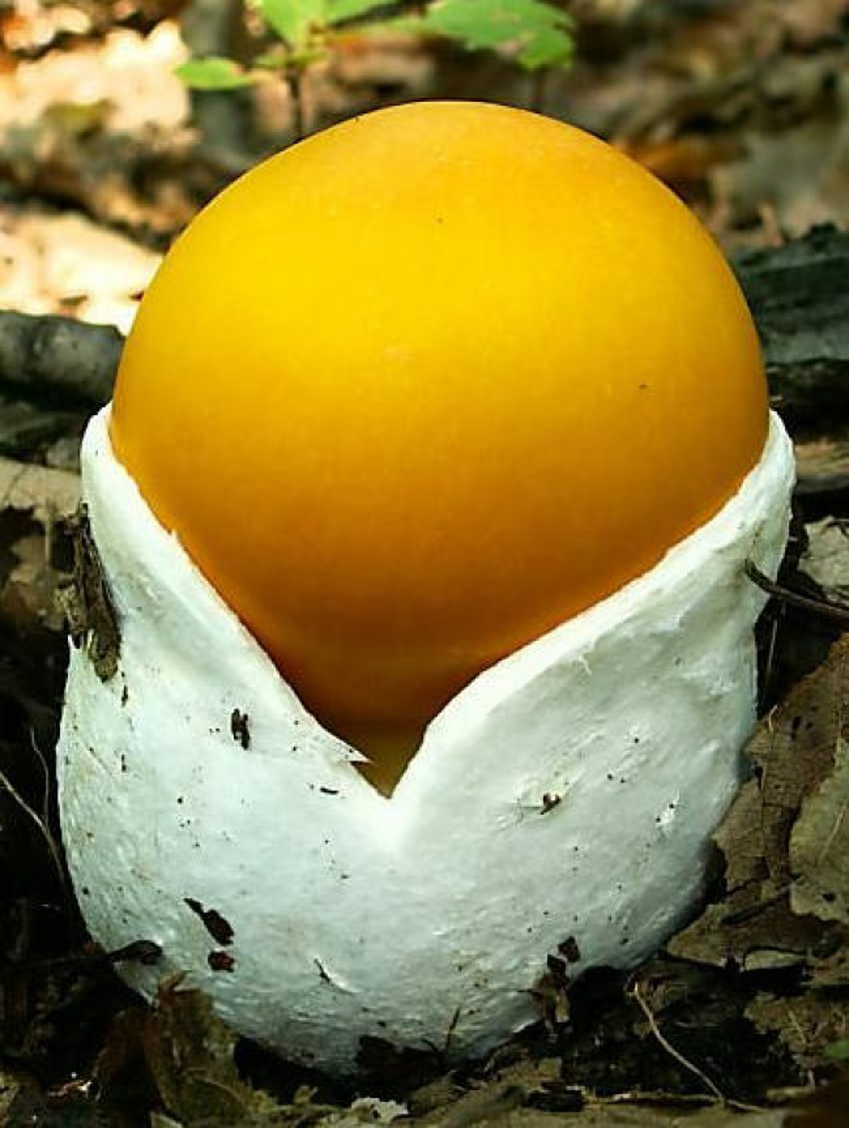 Цезарский гриб