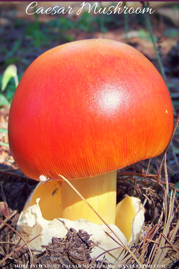 Мухомор цезарский гриб