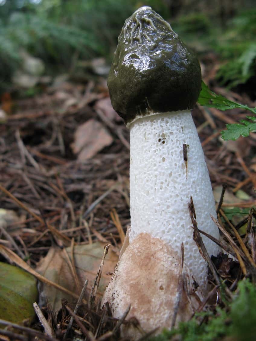 Фаллус импудикус гриб